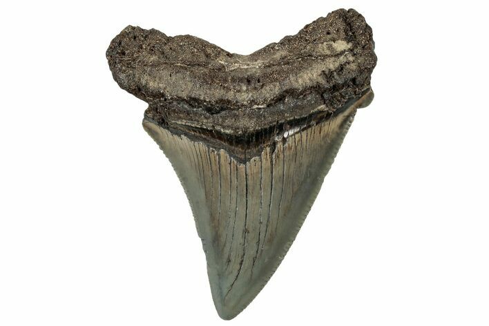 Serrated Angustidens Tooth - Megalodon Ancestor #302038